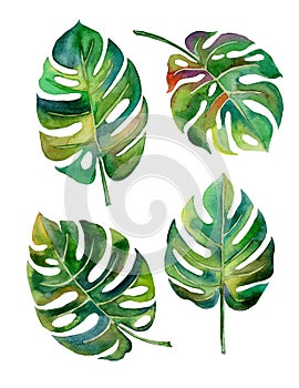 Split Leaf Philodendron watercolor on white background vector