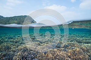 Split-level underwater shot of healthy coral reef in clear tropical water, Okinawa, Japan