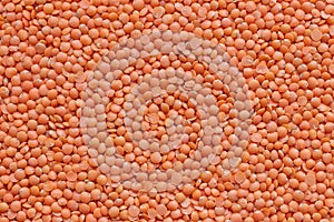 Split Masoor Dal or Lentils  flat closeup