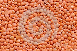 Split Masoor Dal or Lentils  flat closeup