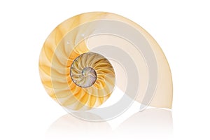 Split Nautilus photo