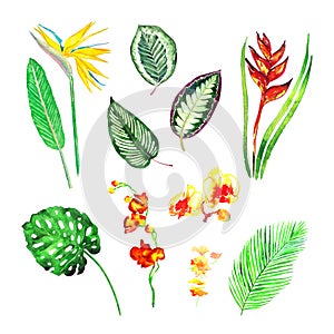 Split philodendrom, Areca palm, Maranta striped leaves, strelezia yellow and red, colorful orchids flowers collection