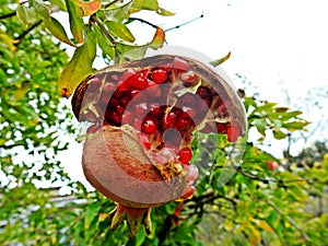 A split pomegranate