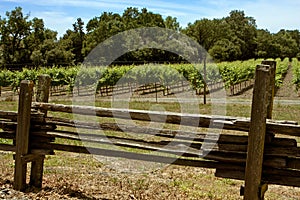 Split-rail fence and grapevines