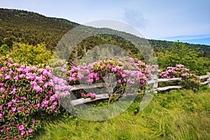 Split Rail Fence with Rhododendrons