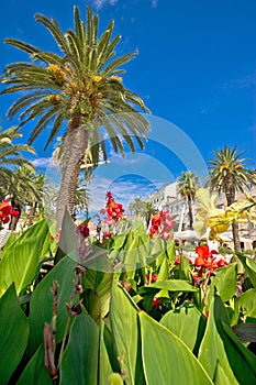 Split Riva palms and flowers