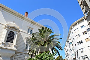Split\'s Summer Charm: Old Architecture Meets Modern Blocks with huge Palm Tree