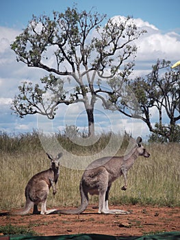 Split Second Shot of Kangaroos