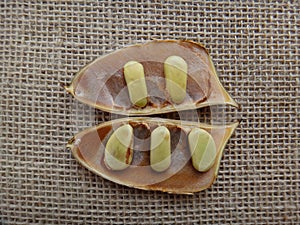 Split seedpod on jute background