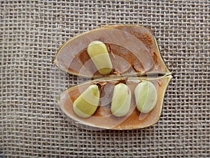 Split seedpod on jute background