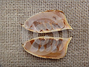 Split seedpod on jute background