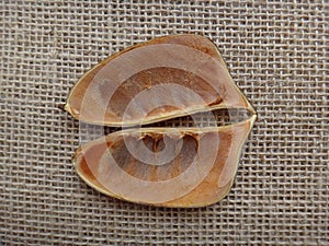 Split seedpod on jute background