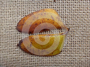 Split seedpod on jute background