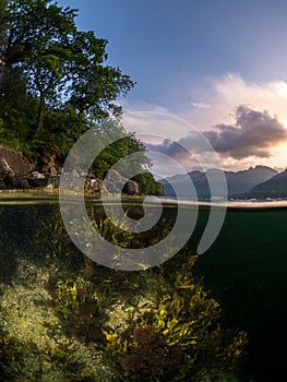 Split shot of bladder wrack seaweed underwater in Loch Long photo