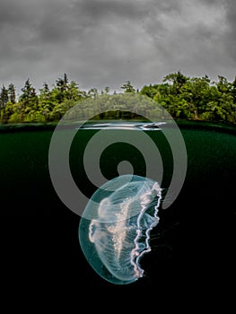 Split shot of moon Jellyfish in the dark cold water of Loch Sween, Scotland