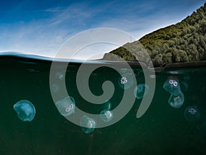 Split shot of Moon Jellyfish underwater in the cold water of Skye,Scotland.