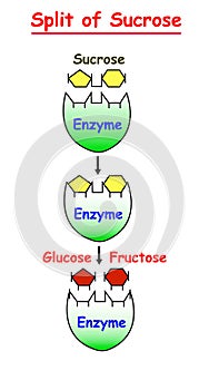 Split of Sucrose with Enzyme to Glucose and Fructose info graphic. photo
