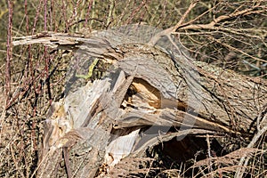 Split tree trunk damage. Tree blown down in high wind