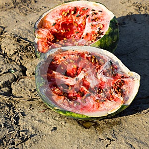 Split in two an old rotten watermelon. Rotten watermelons. Remai