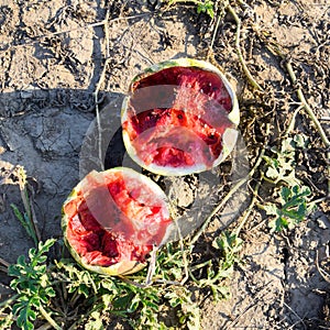 Split in two an old rotten watermelon. Rotten watermelons. Remai