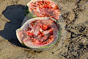 Split in two an old rotten watermelon. Rotten watermelons. Remai