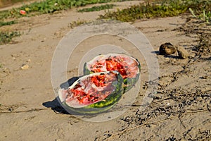 Split in two an old rotten watermelon. Rotten watermelons. Remai