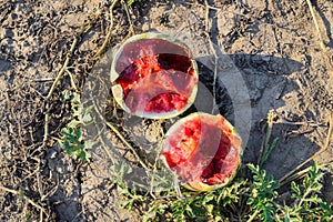 Split in two an old rotten watermelon. Rotten watermelons. Remai