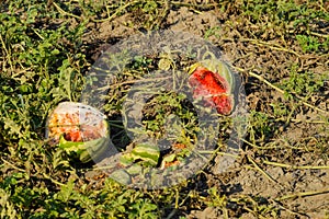 Split in two an old rotten watermelon. Rotten watermelons. Remai