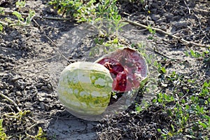 Split in two an old rotten watermelon. Rotten watermelons. Remains of the harvest of melons. Rotting vegetables on the field.
