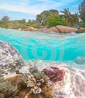 Split underwater view of a tropical beach