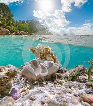 Split underwater view of a tropical beach