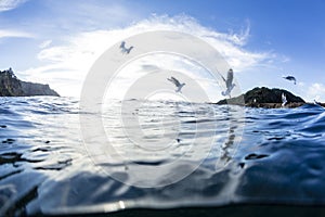 Split View With Gull