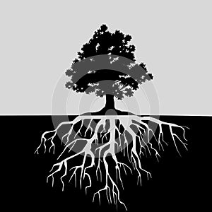 Split view of oak tree and its roots. Black and white illustration