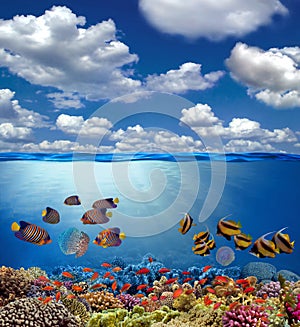 Split view with sky and beautiful coral reef underwater.