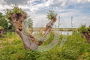 Split willow tree trunk