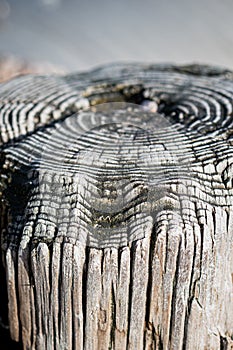 Split wooden piling contrast