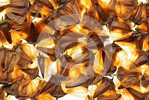 Pine cone kernels background