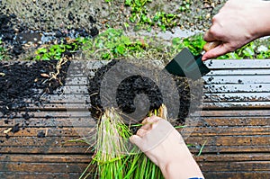 Splitting herb roots