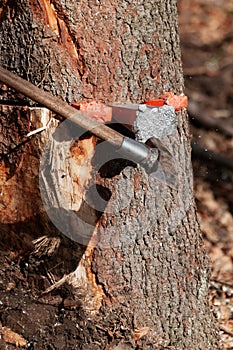 Splitting maul axe hammering a wedge into the tree