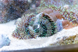Splitting ricordea yuma in reef aquarium
