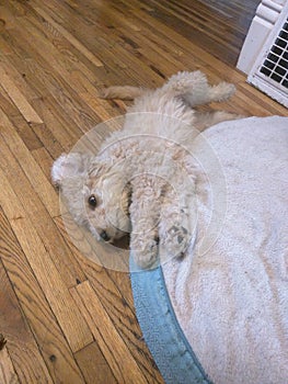 Splooting Puppies - Goldendoodle Stretching Session