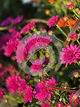 Spme or God& x27;s greatest and most beautiful creations