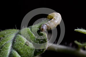 Spodoptera exigua caterpillar on a tomato leaf