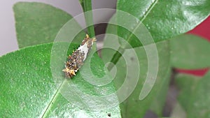 Spodoptera frugiperda-(leaf caterpillars on an orange tree)