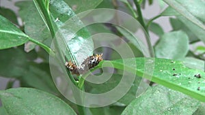 Spodoptera frugiperda-(leaf caterpillars on an orange tree)