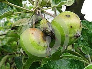 Spoiled apple fruits in the garden, Dothideales on the apple tree, crop losses
