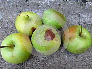 Spoiled apples. Spoiled orchard apple fruit harvest. Apple rot and other fruit rot fungi. Rotten apples.