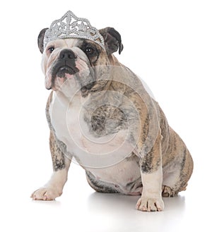 spoiled dog wearing tiara