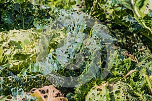 Spoiled eaten cabbage leaves. Garden Pests. Crop failure, bad harvest concept. photo