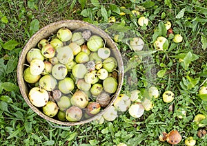 Spoiled rotten apples in a bucket and on the grass. Bad harvest